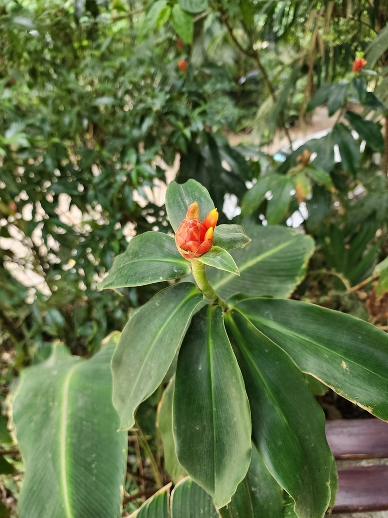 Costus flammulus photo 4