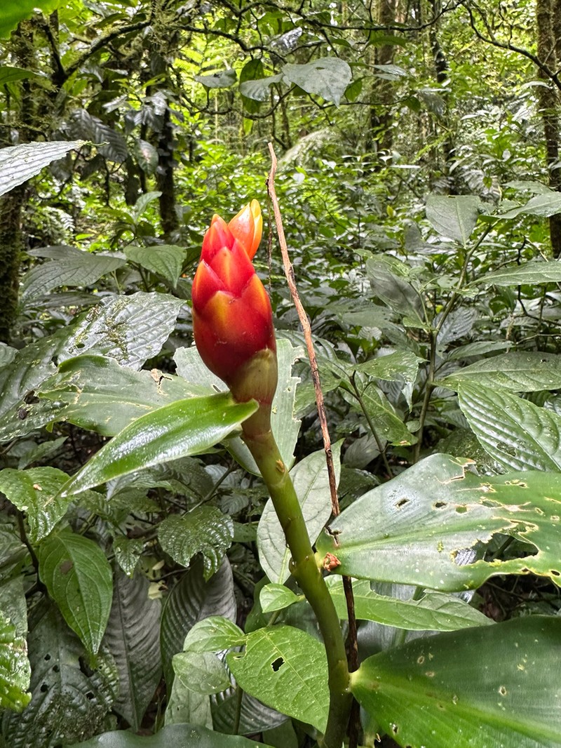Costus flammulus photo 5