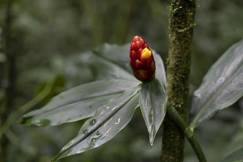 Costus flammulus photo 6
