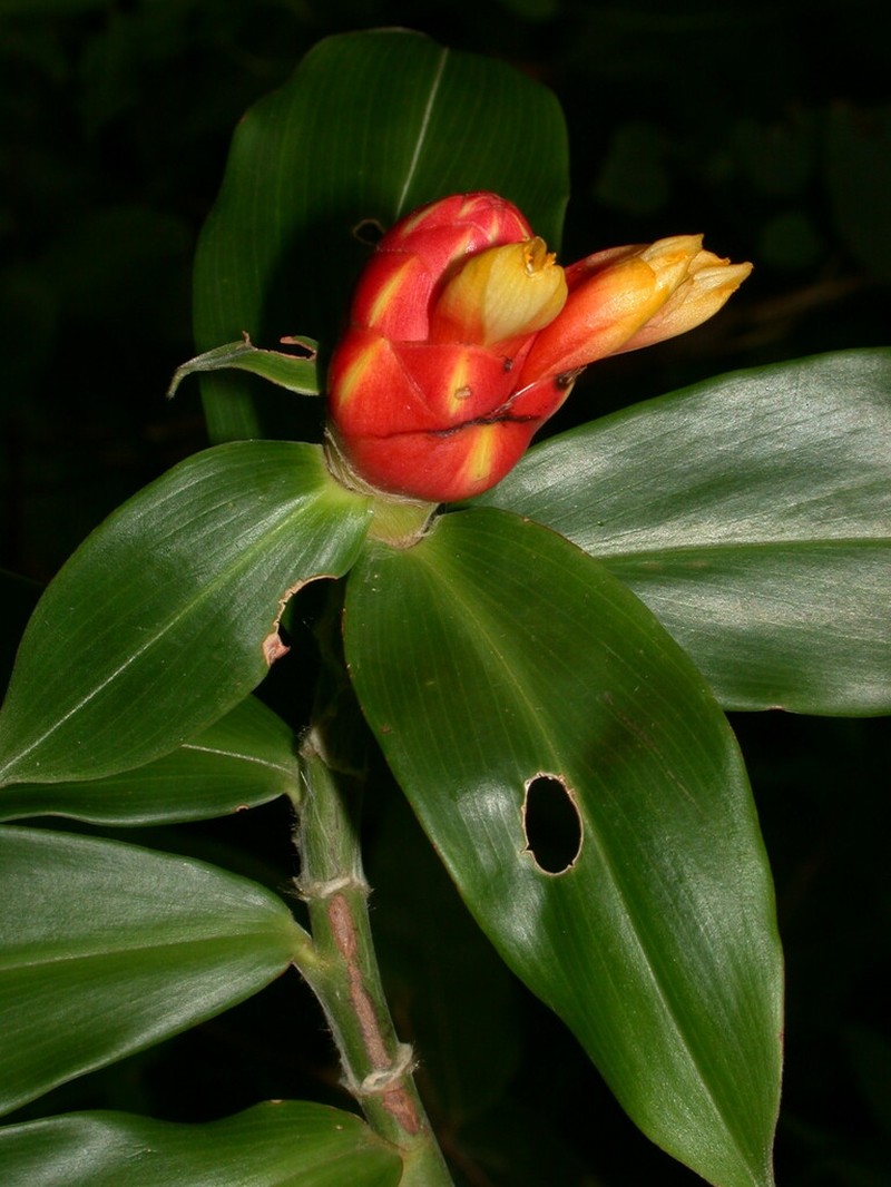 Costus flammulus photo 7