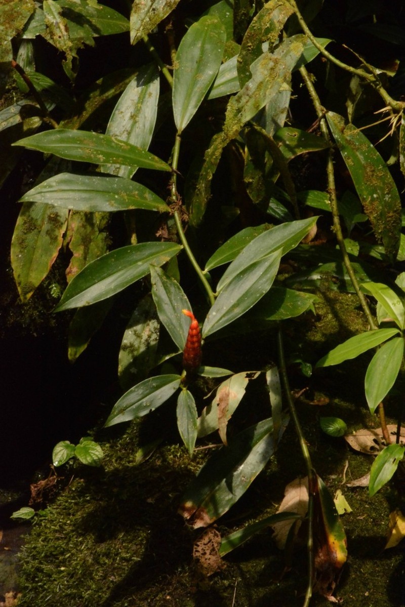 Costus flammulus photo 8