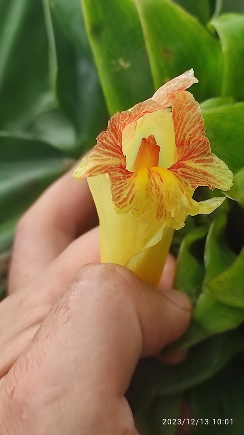 Costus gibbosus