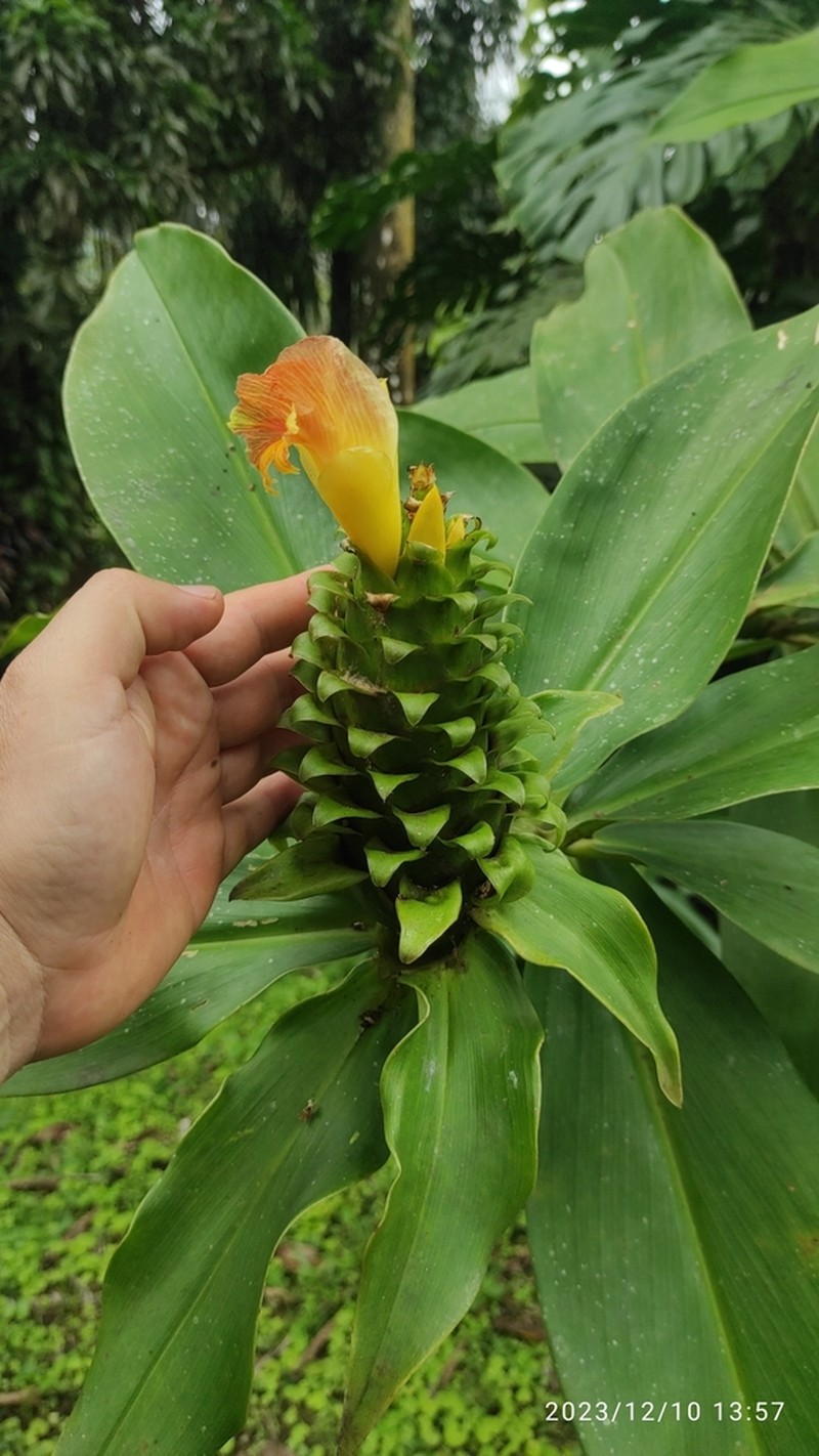 Costus gibbosus photo 2