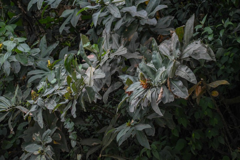 Costus gibbosus photo 3