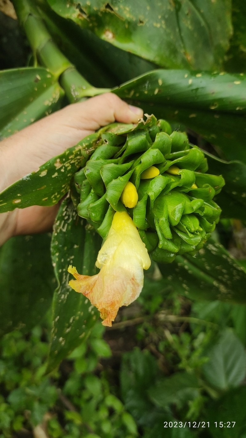Costus gibbosus photo 4