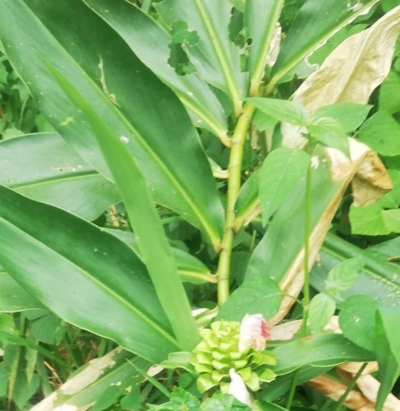 Costus gibbosus photo 5