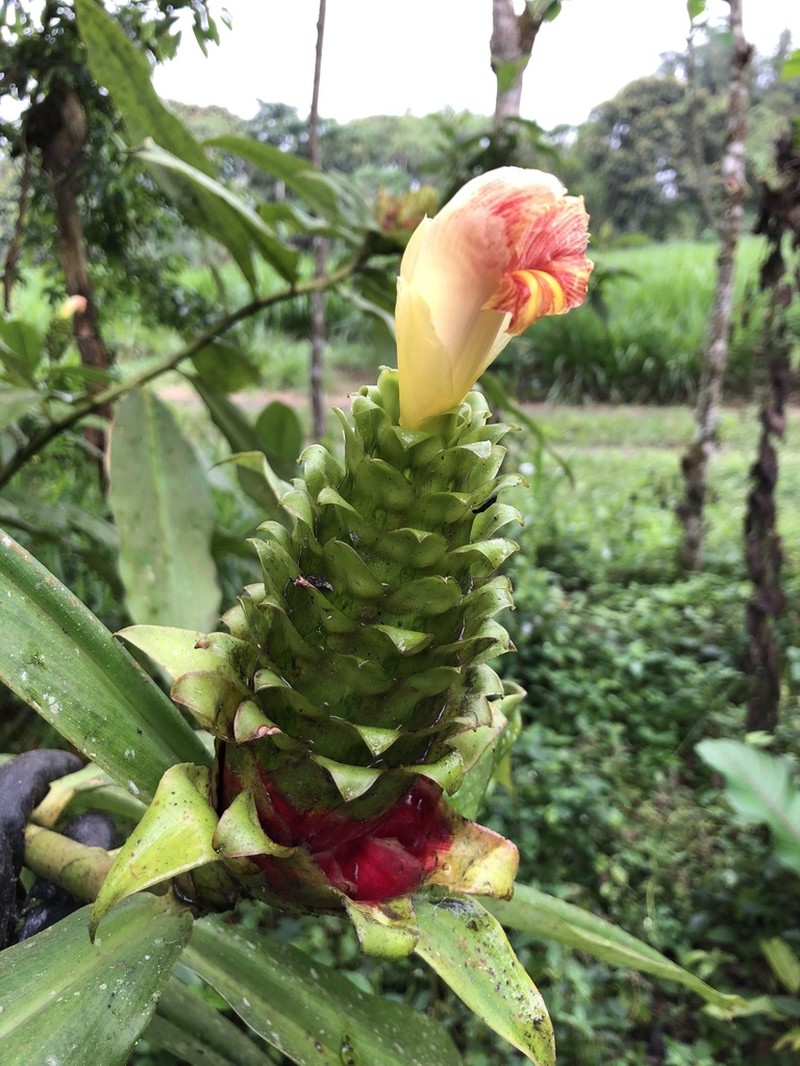 Costus gibbosus photo 6