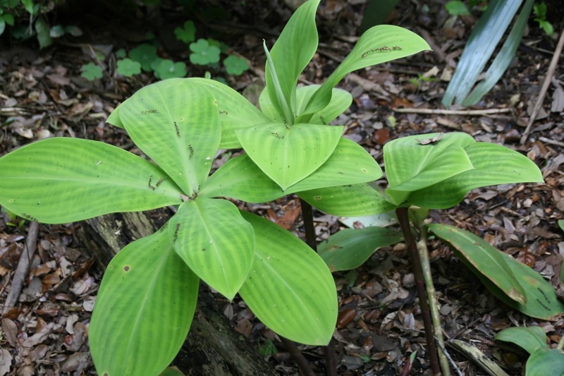 Stepladder Ginger photo 6