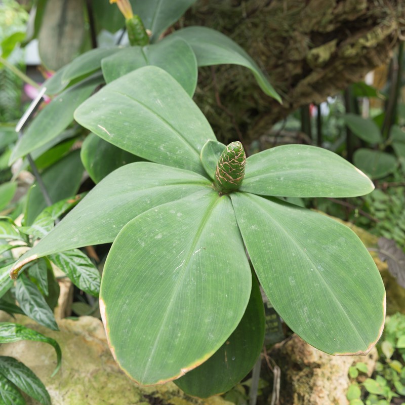 Stepladder Ginger photo 2