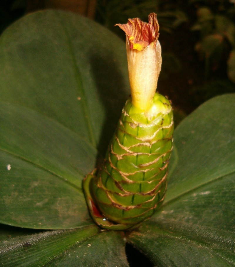 Stepladder Ginger photo 3