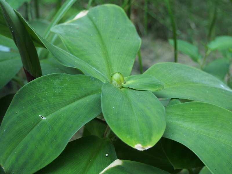 Stepladder Ginger photo 4