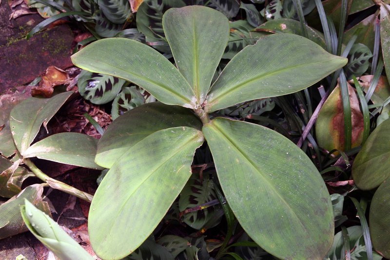 Stepladder Ginger photo 8