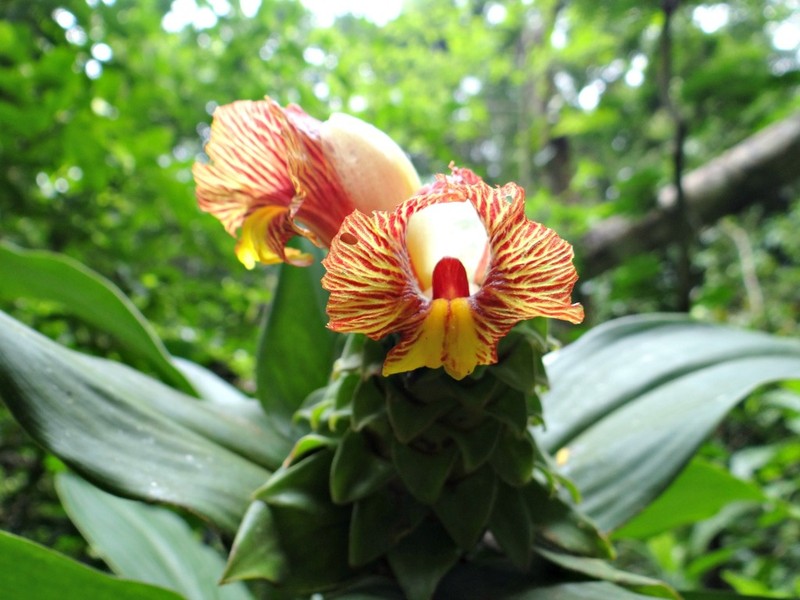 Costus mollissimus
