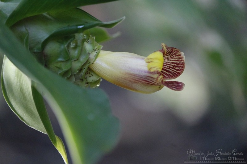 Costus mollissimus photo 2