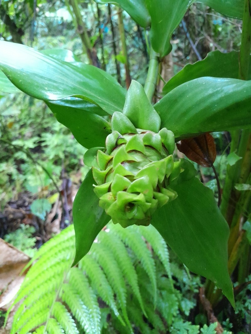 Costus mollissimus photo 3