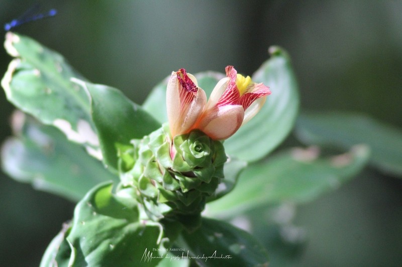 Costus mollissimus photo 4