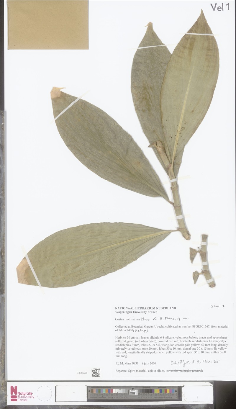 Costus mollissimus photo 5