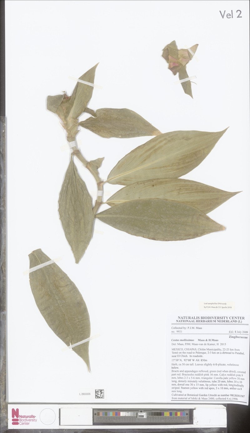 Costus mollissimus photo 6