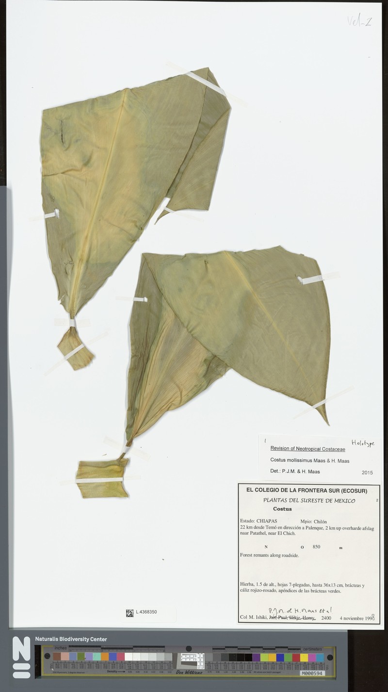 Costus mollissimus photo 7