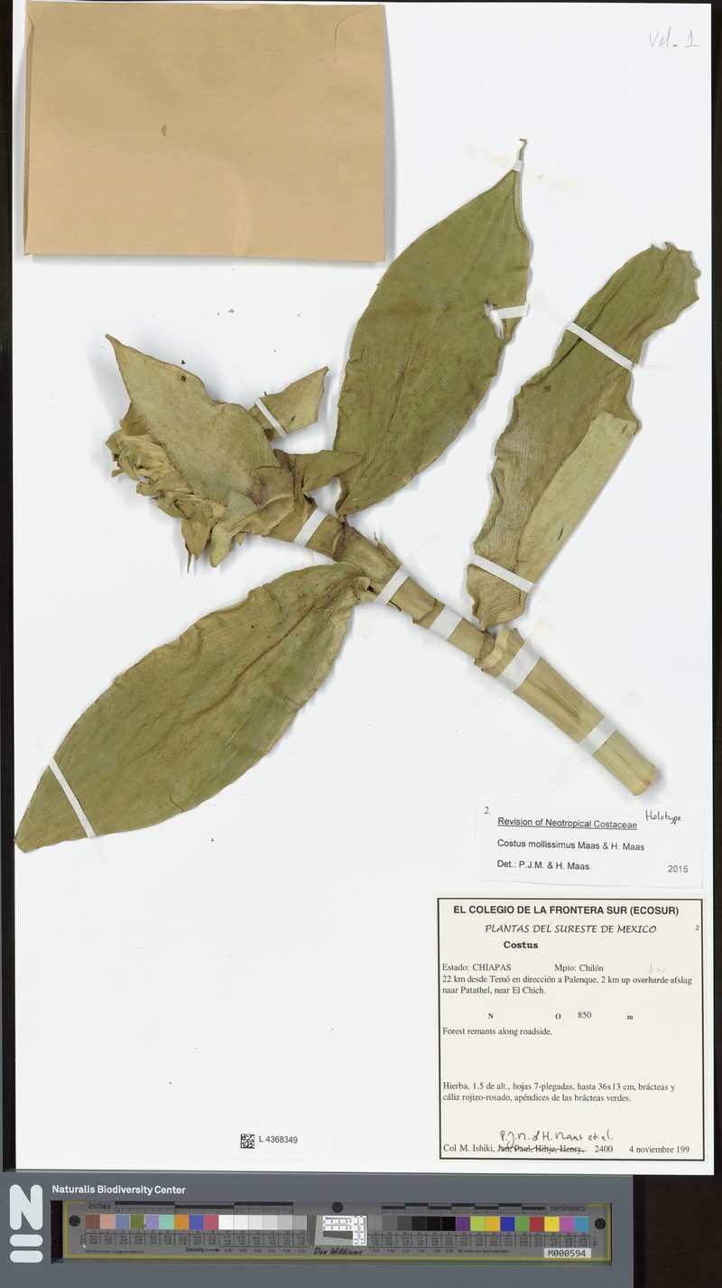 Costus mollissimus photo 8