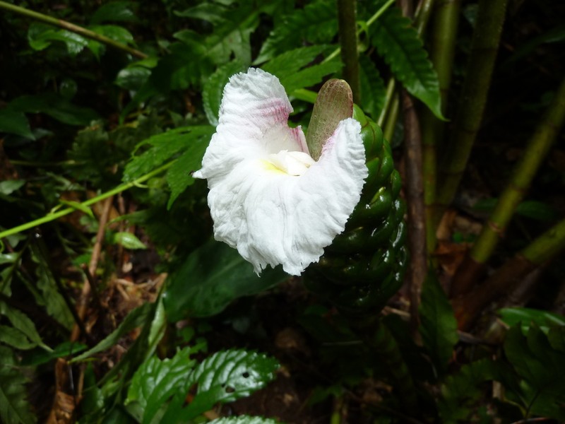 Costus nimba