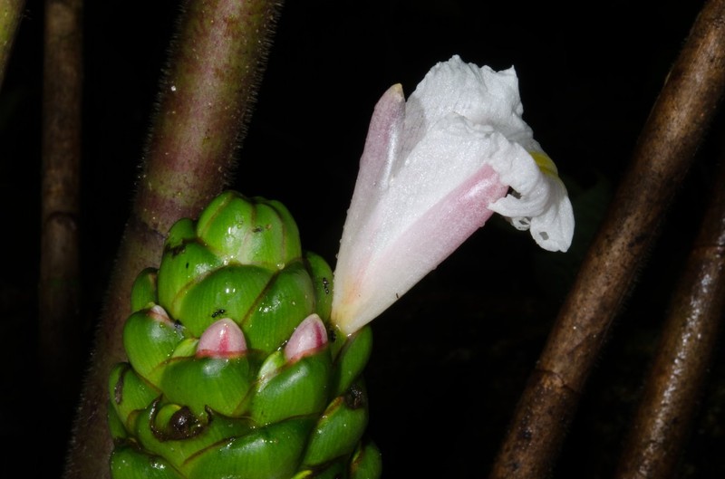 Costus nimba photo 2