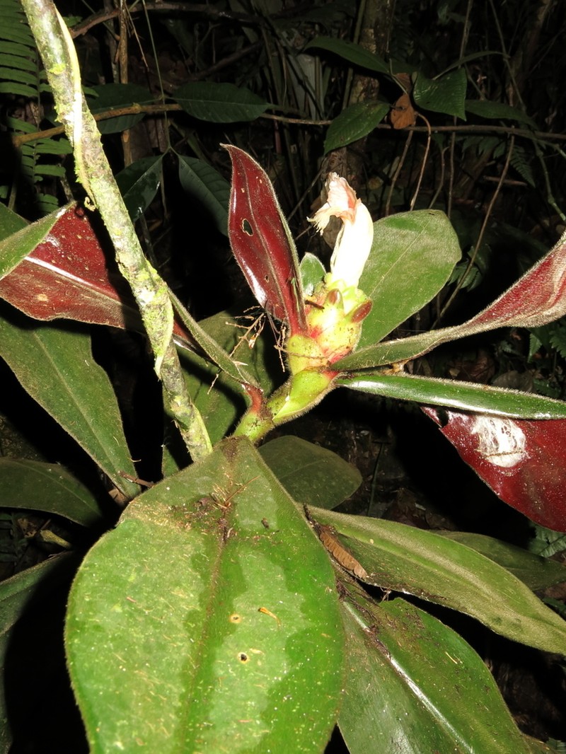 Costus obscurus