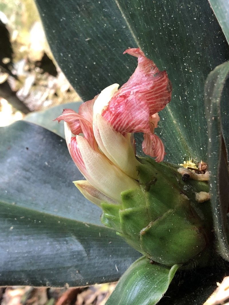 Costus obscurus photo 2