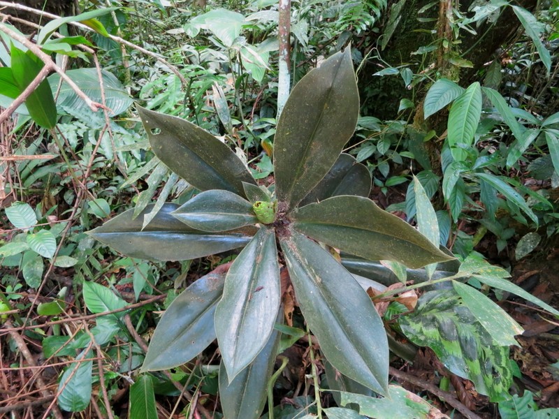Costus obscurus photo 3