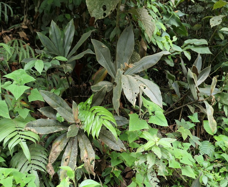 Costus obscurus photo 4
