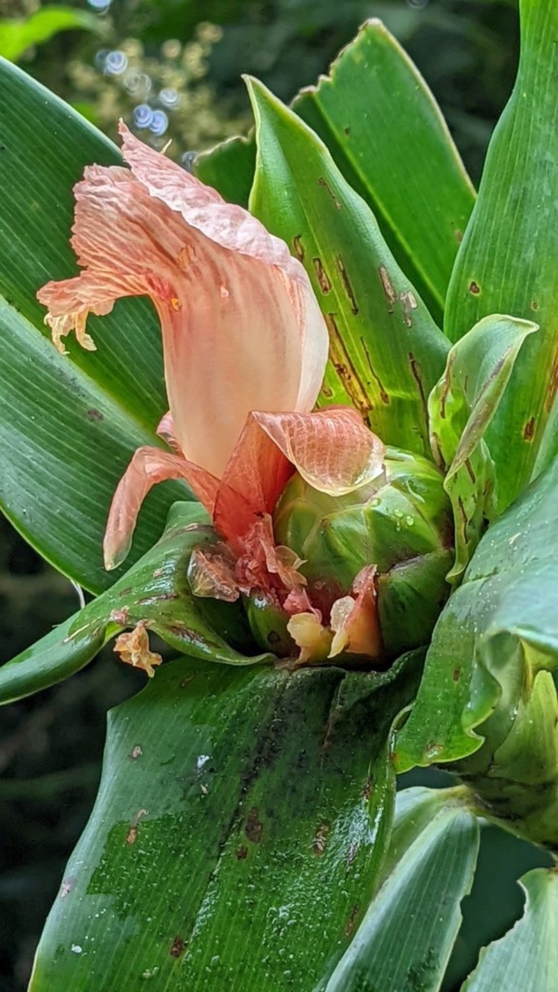 Costus oreophilus
