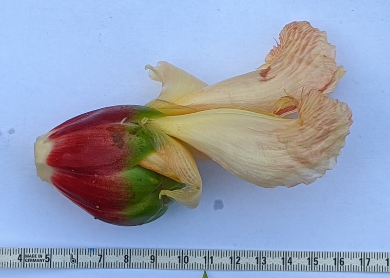 Costus oreophilus photo 2