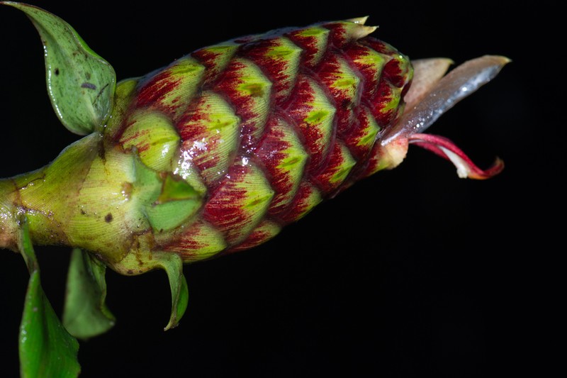 Costus oreophilus photo 3