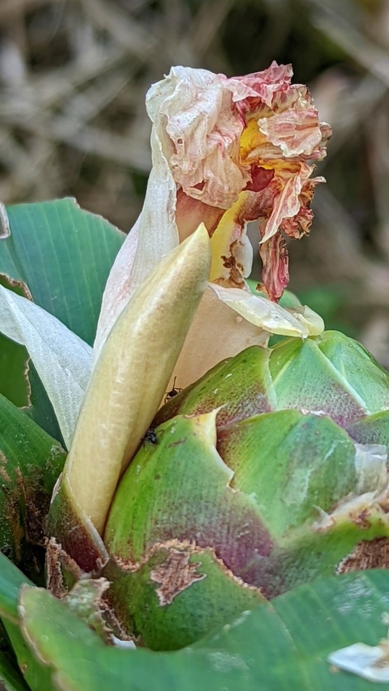 Costus oreophilus photo 4