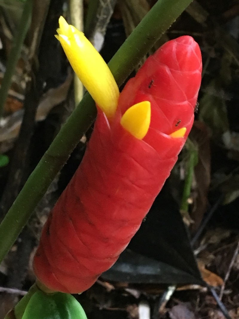Costus prancei