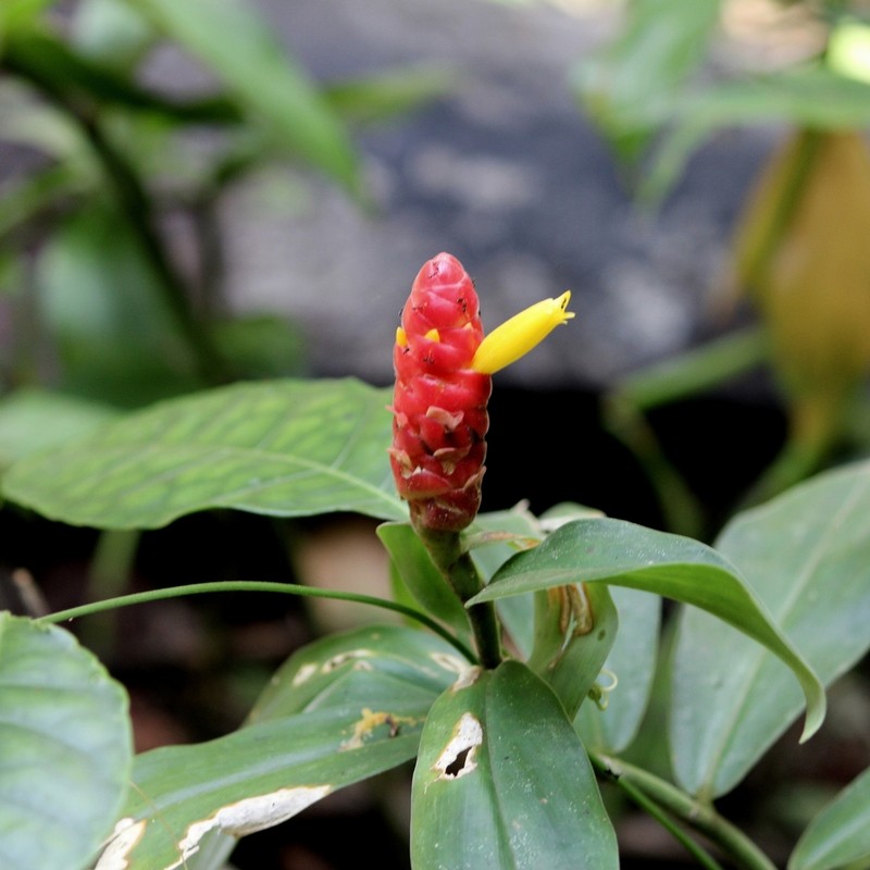 Costus prancei photo 2