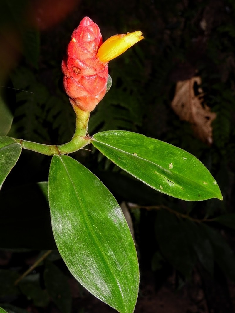 Costus prancei photo 3
