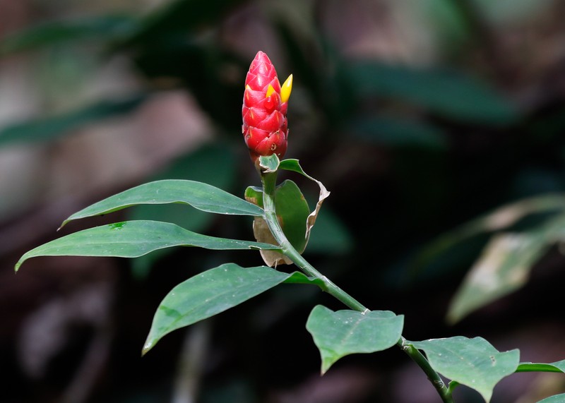 Costus prancei photo 5