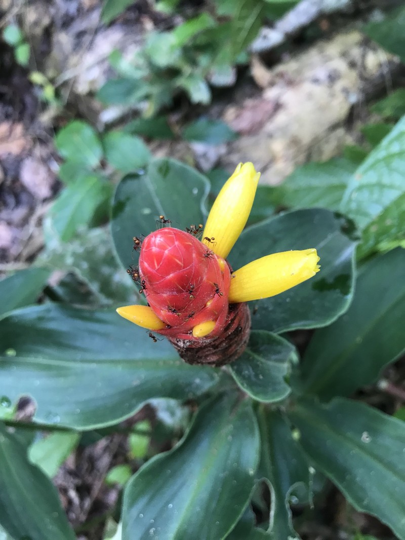 Costus prancei photo 6