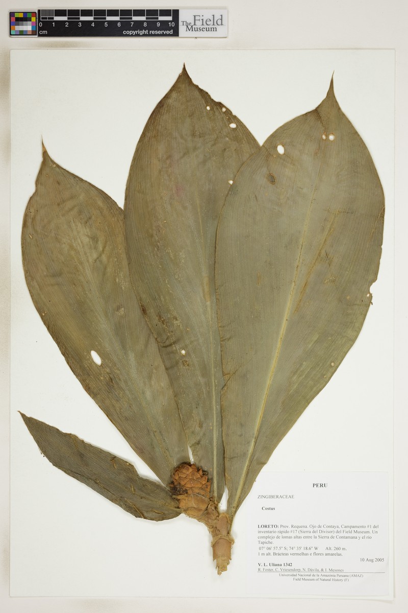 Costus prancei photo 8
