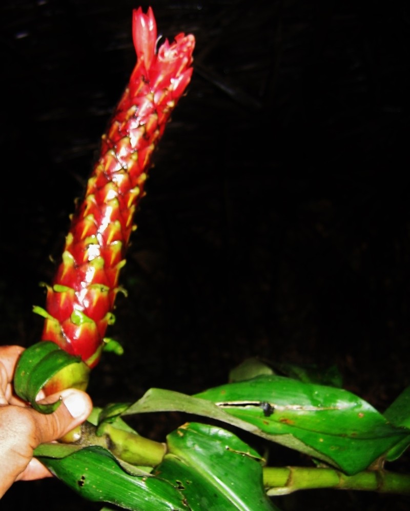 Costus pseudospiralis