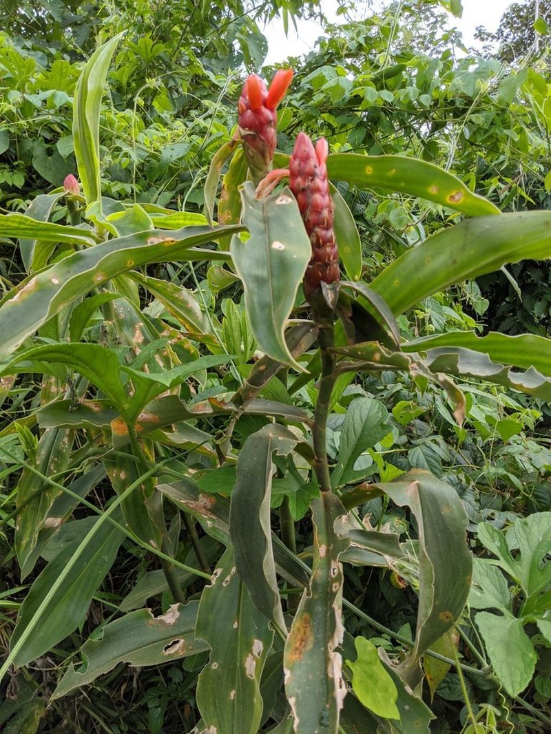 Costus pseudospiralis photo 2