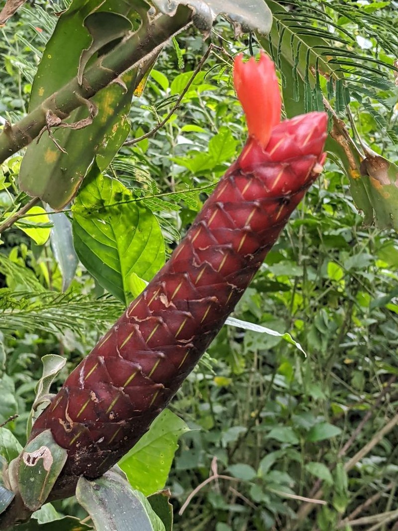 Costus pseudospiralis photo 3