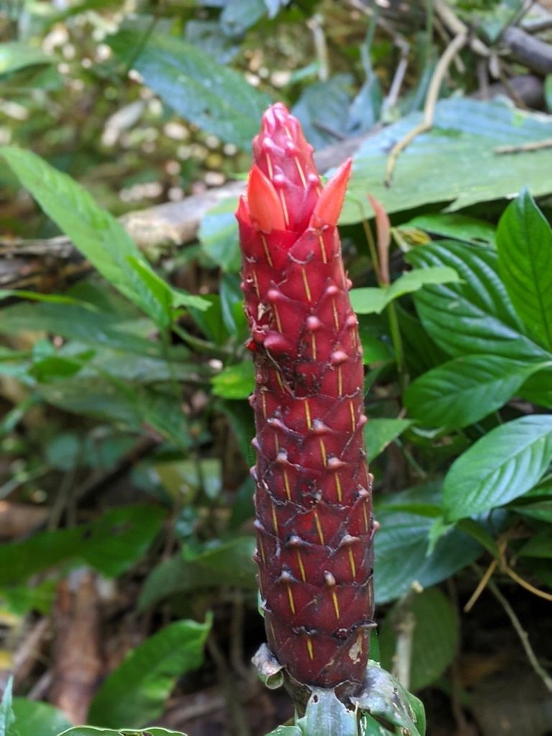 Costus pseudospiralis photo 4