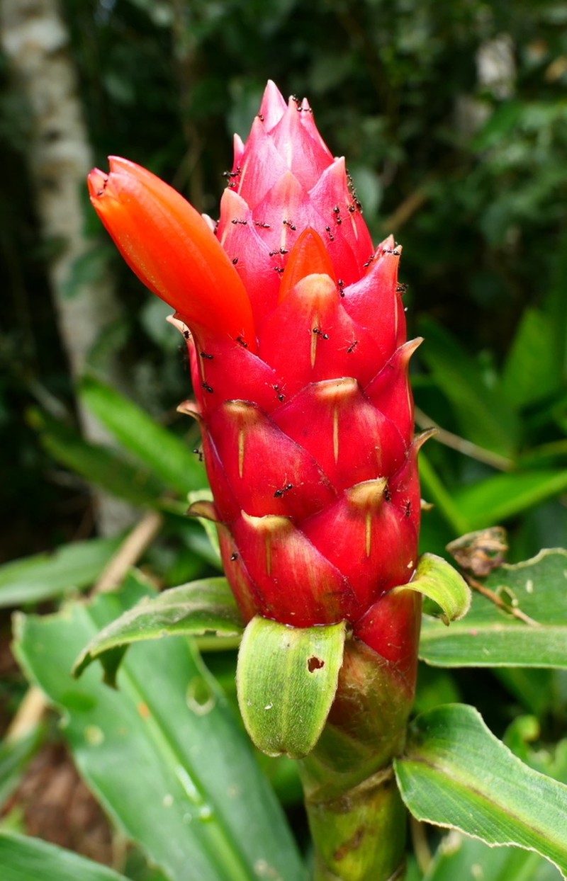 Costus pseudospiralis photo 5