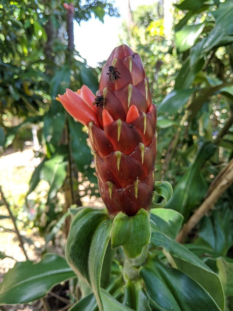Costus pseudospiralis photo 6