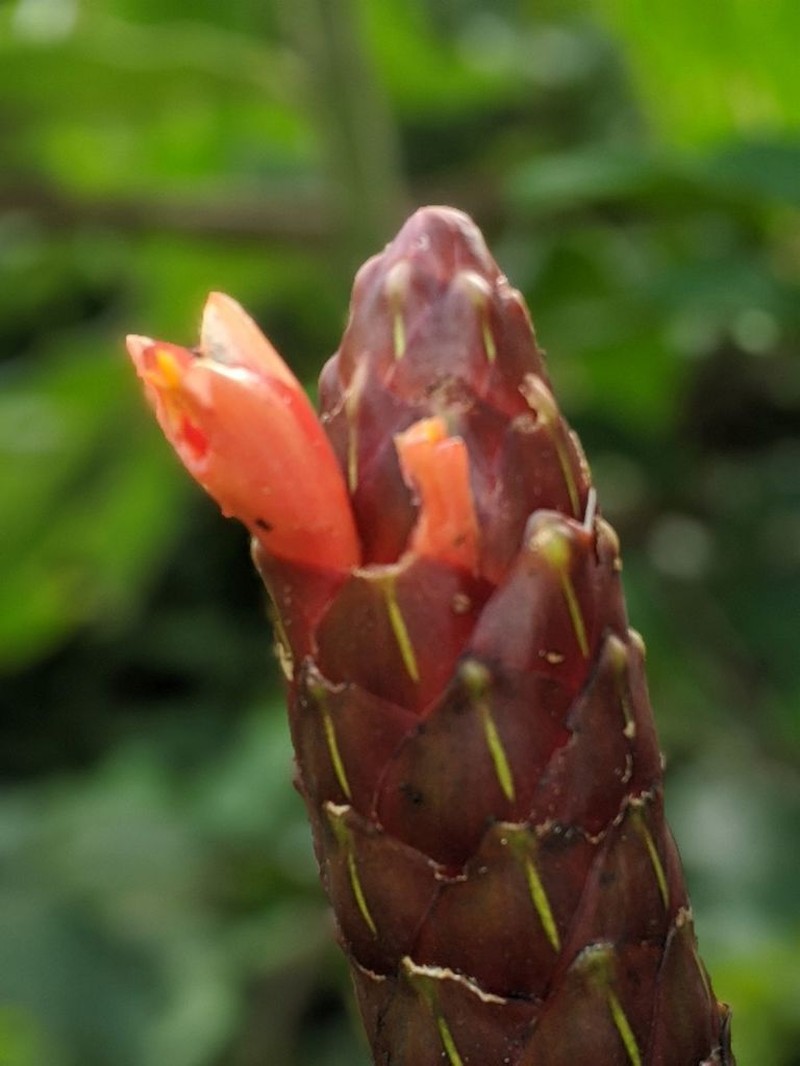 Costus pseudospiralis photo 7