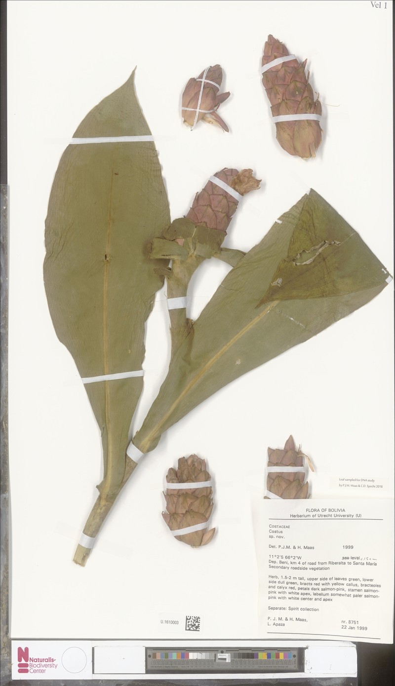 Costus pseudospiralis photo 8