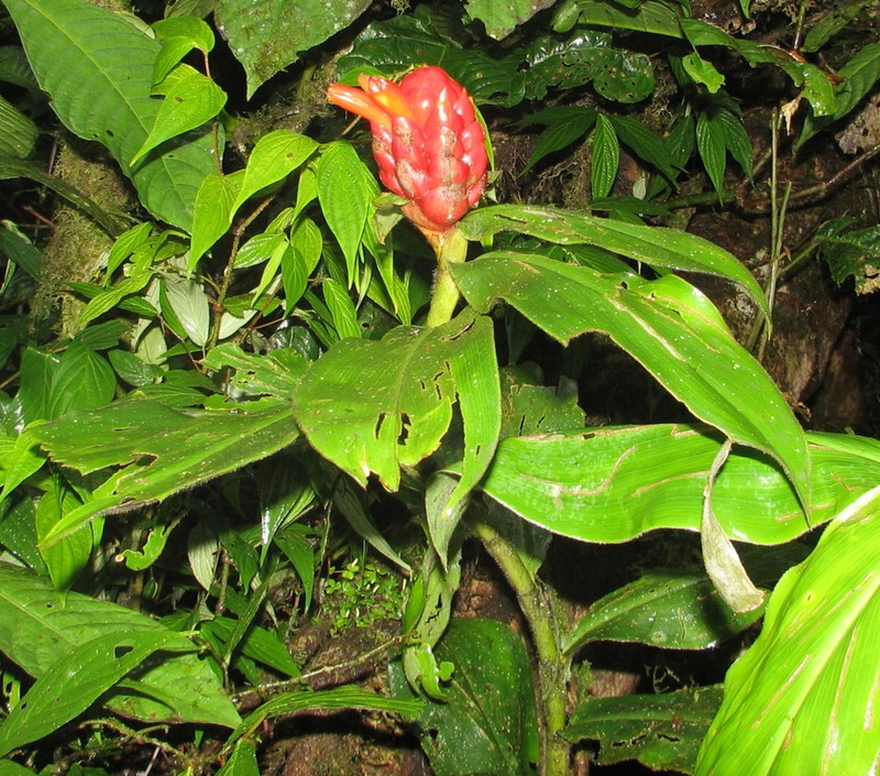 Costus rubineus
