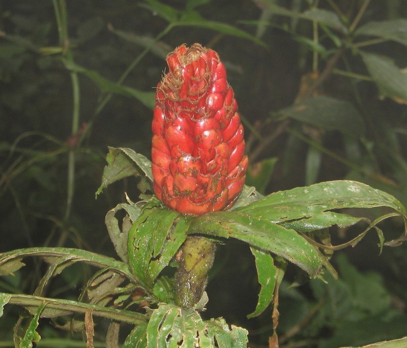 Costus rubineus photo 2